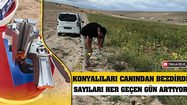 Konyalıları canından bezdirdi! Sayıları her geçen gün artıyor