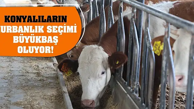Konyalıların kurbanlık seçimi büyükbaş oluyor!