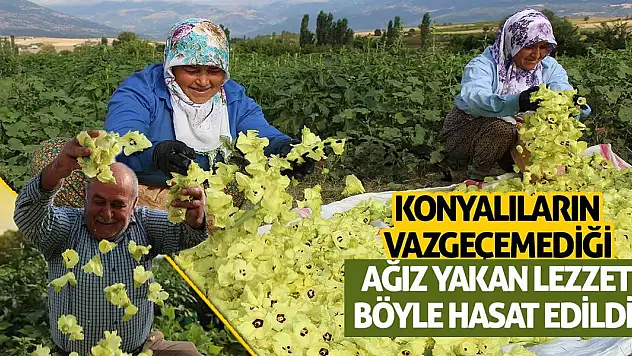 Konyalıların Vazgeçemediği Ağız Yakan Lezzet Böyle Hasat Edildi!