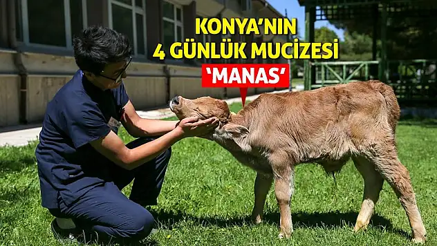 Konya'nın 4 Günlük Mucizesi 'Manas'
