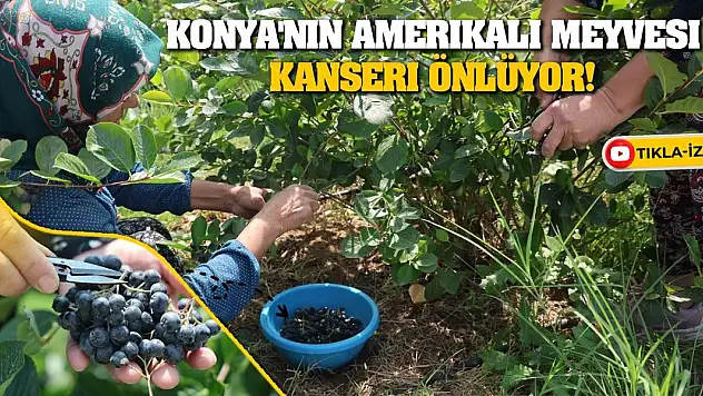 Konya'nın Amerikalı Meyvesi Kanseri Önlüyor!