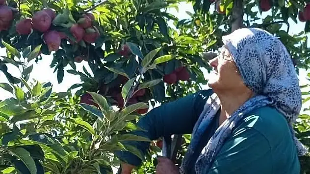 Konya'nın elması yurt dışında da gözde oldu