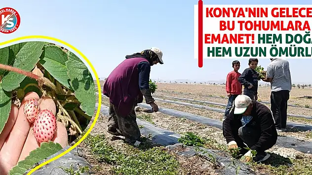 Konya'nın geleceği bu tohumlara emanet! Hem doğal hem uzun ömürlü!