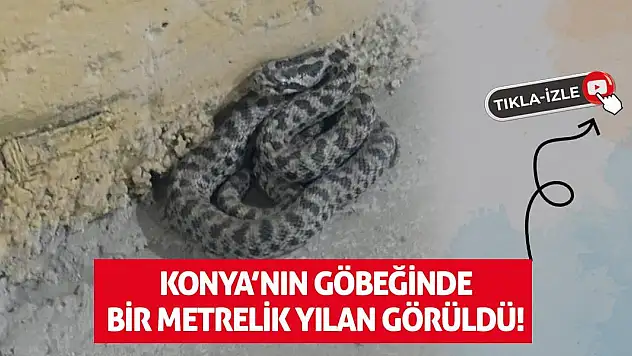 Konya'nın göbeğinde bir metrelik yılan görüldü!