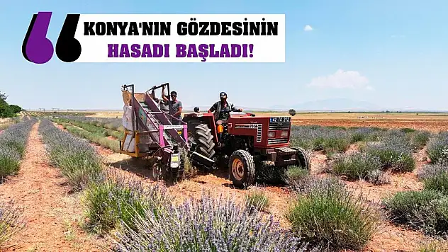 Konya'nın gözdesinin hasadı başladı!