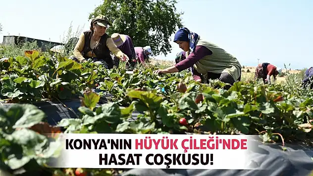 Konya'nın Hüyük Çileği'nde Hasat Coşkusu!