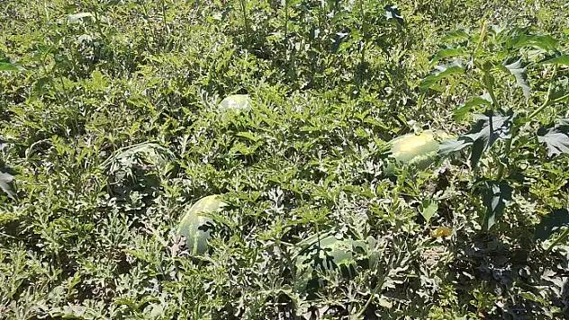 Konya'nın ilçesinde o ürün coğrafi işaret aldı
