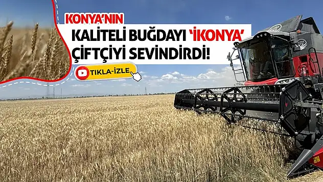 Konya'nın Kaliteli Buğdayı 'İkonya' Çiftçiyi Sevindirdi!