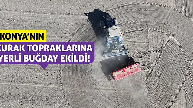 Konya'nın Kurak Topraklarına Yerli Buğday Ekildi!