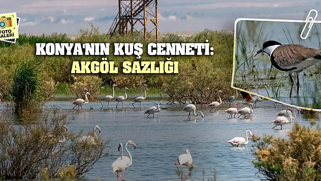 Konya'nın Kuş Cenneti: Akgöl Sazlığı
