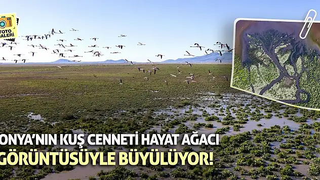 Konya'nın Kuş Cenneti Hayat Ağacı Görüntüsüyle Büyülüyor!