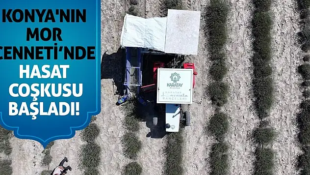 Konya'nın Mor Cenneti'nde Hasat Coşkusu Başladı!