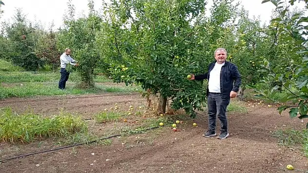 Konya'nın 'O' ilçesinde büyük elma hasadı devam ediyor