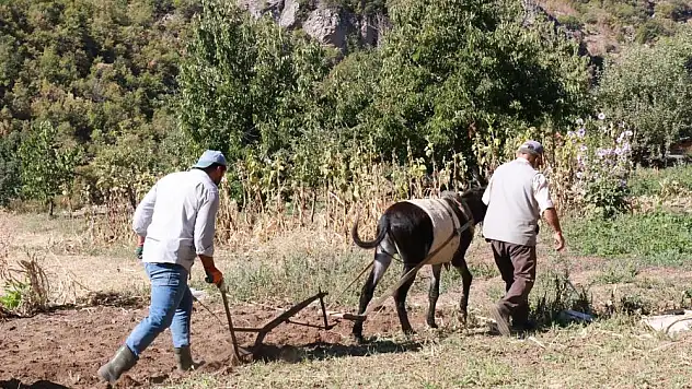 Konya'nın o ilçesinde patates hasadı at ve eşekle yapılıyor!