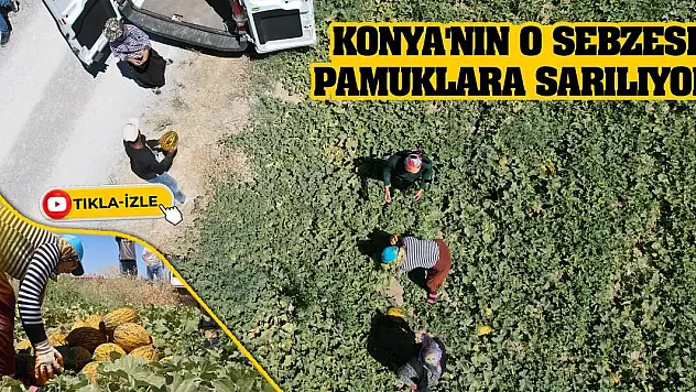 Konya'nın O Sebzesi Pamuklara Sarılıyor!