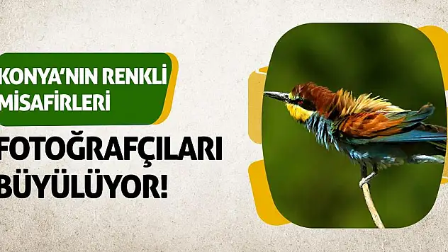 Konya'nın Renkli Misafirleri Fotoğrafçıları Büyülüyor!