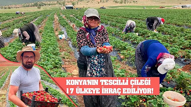 Konya'nın tescilli çileği 17 ülkeye ihraç ediliyor!