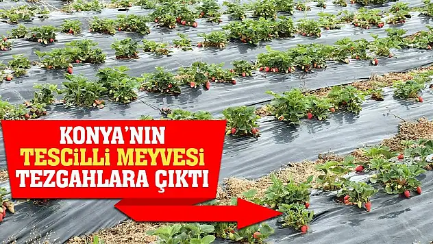 Konya'nın tescilli meyvesi tezgahlara çıktı
