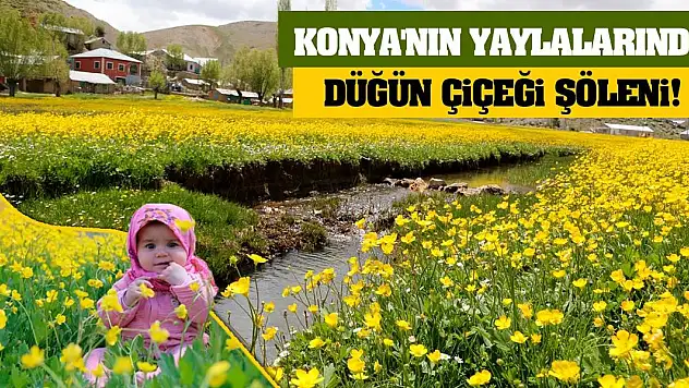 Konya'nın yaylalarında düğün çiçeği şöleni!
