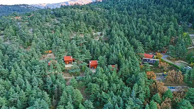 Konya'ya 150 km Uzaklıktaki O Orman Astım Hastalarına Şifa Oluyor