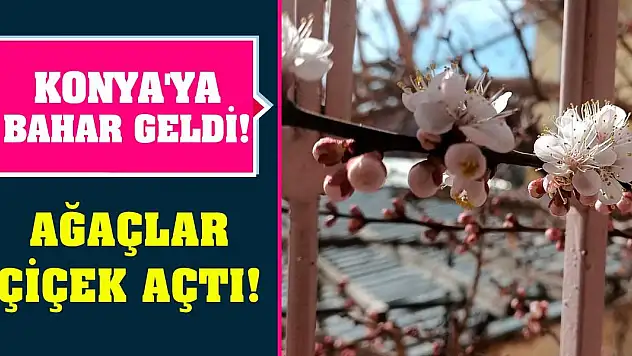 Konya'ya bahar geldi! Ağaçlar çiçek açtı!
