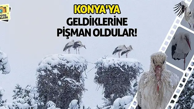 Konya'ya Geldiklerine Pişman Oldular!