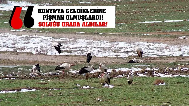 Konya'ya geldiklerine pişman olmuşlardı! Soluğu orada aldılar!