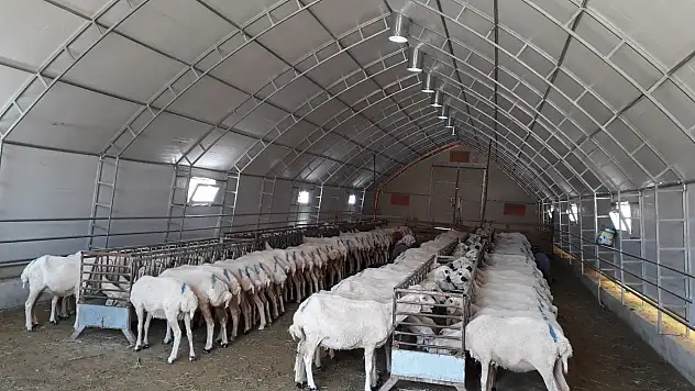 KOP'un 'Portatif Ağıl Desteğiyle' kayıplar azalıyor verim artıyor!