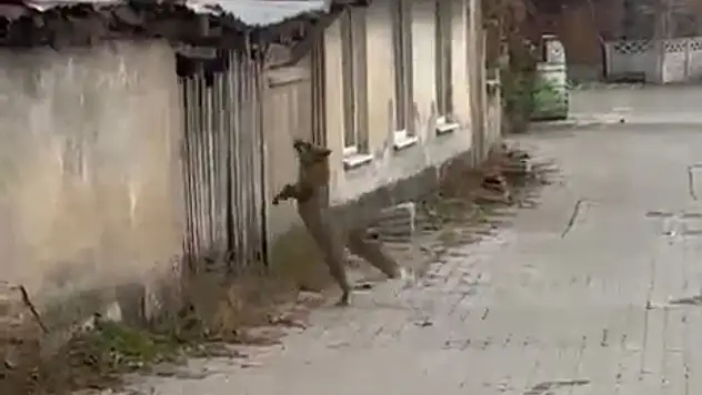 Köpek seslerini duyan tilkinin yaşadığı panik kamerada
