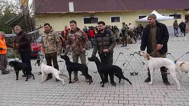 Köpekler en gözde özellikleriyle yarıştı