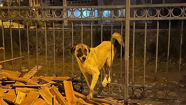 Korkuluklarda sıkışan köpeği itfaiye kurtardı