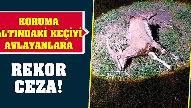 Koruma altındaki keçiyi avlayanlara rekor ceza!