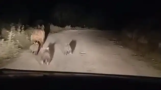 Köy yoluna inen ayı ve yavruları kamerada