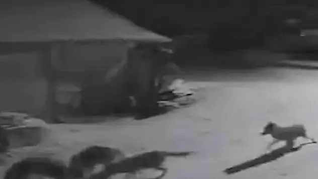 Köye inen kurtlar inek ve köpeği telef etti
