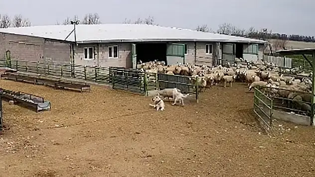 Koyun can derdinde, çoban köpeği keyfinde!
