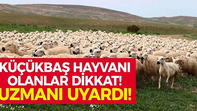 Küçükbaş Hayvanı Olan Dikkat! Uzman İsim Uyardı!