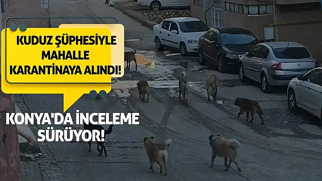 Kuduz Şüphesiyle Mahalle Karantinaya Alındı! Konya'da İnceleme Sürüyor!