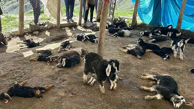 Kulp'ta başıboş köpekler 45 oğlağı telef etti