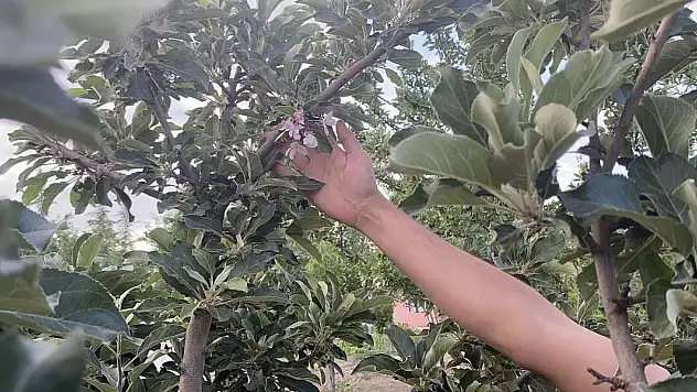 Kulu'da dona rağmen elma ağacı çiçek açtı