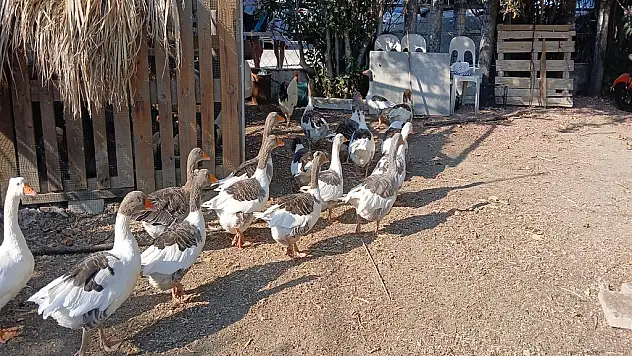 Kümese kapatılan kazlara 'şartlı tahliye' geldi!