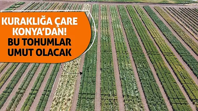 Kuraklığa Çare Konya'dan! Bu Tohumlar Umut Olacak