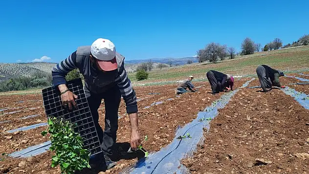 Kuraklığa dayanıklı karpuz fidesi dikimine başlandı