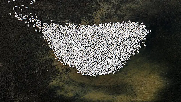 Kuraklık bitti, ak pelikanların Konya durağı Çavuşçu Gölü oldu!