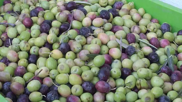 Kuraklık zeytini de vurdu