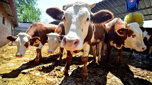 Kurban Bayramı tatili 9 güne uzatılacak mı? Bakan Ersoy'dan ilk açıklama geldi!