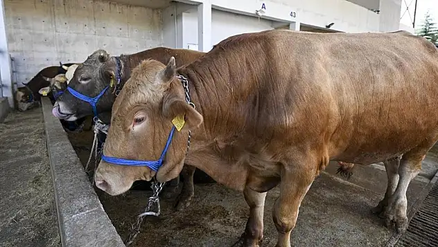 Kurban Bayramı'nda 3 milyon 200 bin kurban kesilecek