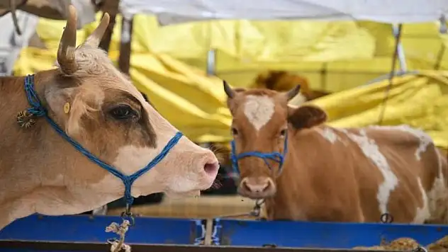 Kurban kesimi tebliği Resmi Gazete'de yayımlandı
