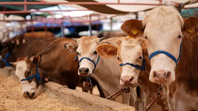 Kurban satış ve kesim yerlerine yönelik sıkı tedbirler alındı