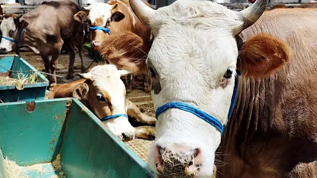 Kurbanlık arzında sorun beklenmiyor