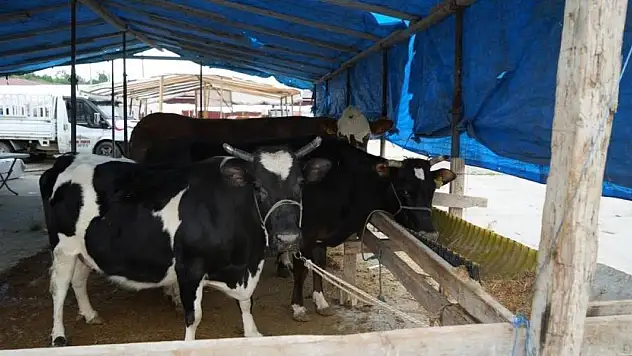 Kurbanlık hayvan seçilirken dikkat edilecek hususlar
